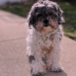 Meet your Posher, Ella